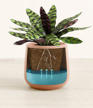 Load image into Gallery viewer, Calm Rose