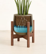 Load image into Gallery viewer, Olive stand:walnut