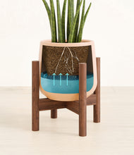 Load image into Gallery viewer, Gentle Pink stand:walnut