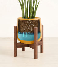 Load image into Gallery viewer, Mustard stand:walnut