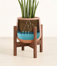 Load image into Gallery viewer, Calm Rose stand:walnut