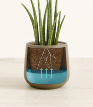 Load image into Gallery viewer, Olive