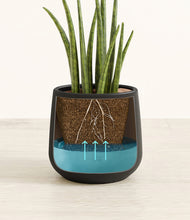 Load image into Gallery viewer, Black