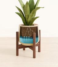 Load image into Gallery viewer, Almond Green stand:walnut