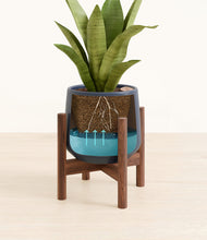 Load image into Gallery viewer, Deep Navy stand:walnut