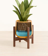 Load image into Gallery viewer, Mustard stand:walnut