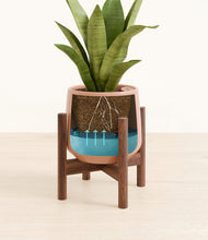 Load image into Gallery viewer, Calm Rose stand:walnut