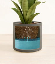 Load image into Gallery viewer, Dark Olive