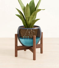 Load image into Gallery viewer, Deep Navy stand:walnut