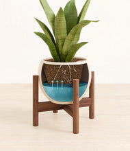 Load image into Gallery viewer, Shiny EggWhite stand:walnut