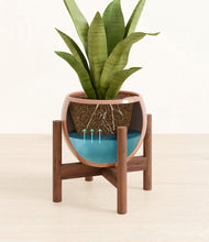 Load image into Gallery viewer, Calm Rose stand:walnut