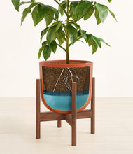 Load image into Gallery viewer, Earth Red stand:walnut