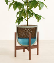 Load image into Gallery viewer, Sage Green stand:walnut