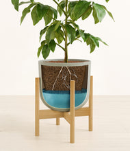 Load image into Gallery viewer, Sage Green stand:bamboo