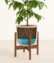 Load image into Gallery viewer, Sandy Pink stand:walnut