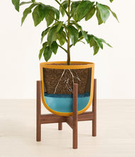 Load image into Gallery viewer, Sunset Orange stand:walnut