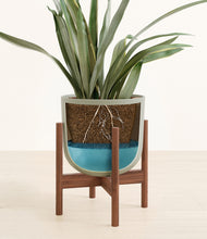 Load image into Gallery viewer, Sage Green stand:walnut