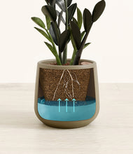 Load image into Gallery viewer, Olive