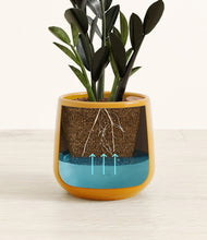 Load image into Gallery viewer, Mustard