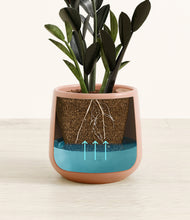 Load image into Gallery viewer, Calm Rose