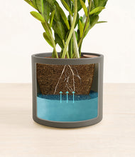 Load image into Gallery viewer, Dark Olive