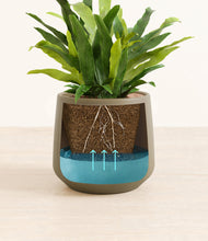 Load image into Gallery viewer, Olive