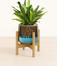 Load image into Gallery viewer, Olive stand:bamboo