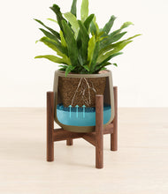 Load image into Gallery viewer, Olive stand:walnut