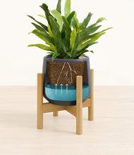 Load image into Gallery viewer, Deep Navy stand:bamboo