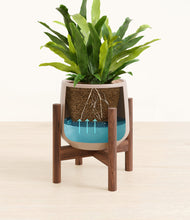 Load image into Gallery viewer, Eternal Gray stand:walnut