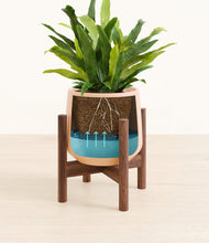 Load image into Gallery viewer, Gentle Pink stand:walnut