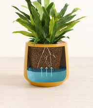 Load image into Gallery viewer, Mustard