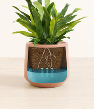 Load image into Gallery viewer, Calm Rose