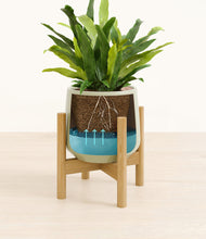 Load image into Gallery viewer, Turquoise stand:bamboo