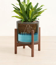 Load image into Gallery viewer, Dark Olive stand:walnut