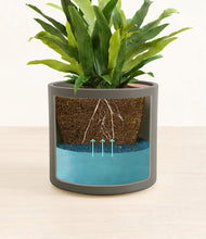 Load image into Gallery viewer, Dark Olive