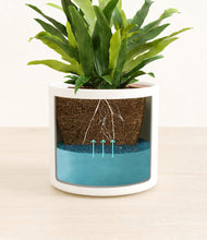 Load image into Gallery viewer, White