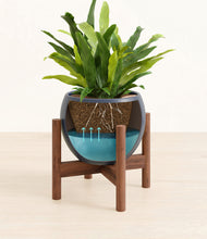 Load image into Gallery viewer, Deep Navy stand:walnut