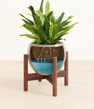 Load image into Gallery viewer, Desert Brown stand:walnut