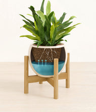 Load image into Gallery viewer, Shiny EggWhite stand:bamboo