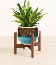 Load image into Gallery viewer, Shiny EggWhite stand:walnut