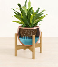 Load image into Gallery viewer, Calm Rose stand:bamboo