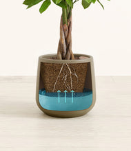 Load image into Gallery viewer, -