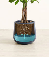 Load image into Gallery viewer, -