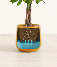 Load image into Gallery viewer, -