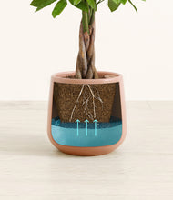 Load image into Gallery viewer, -