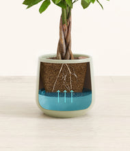 Load image into Gallery viewer, -