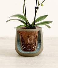 Load image into Gallery viewer, Olive stand:all