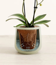 Load image into Gallery viewer, Turquoise stand:all