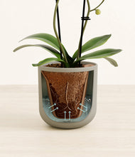 Load image into Gallery viewer, Sage Green stand:all